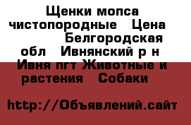 Щенки мопса чистопородные › Цена ­ 11 000 - Белгородская обл., Ивнянский р-н, Ивня пгт Животные и растения » Собаки   